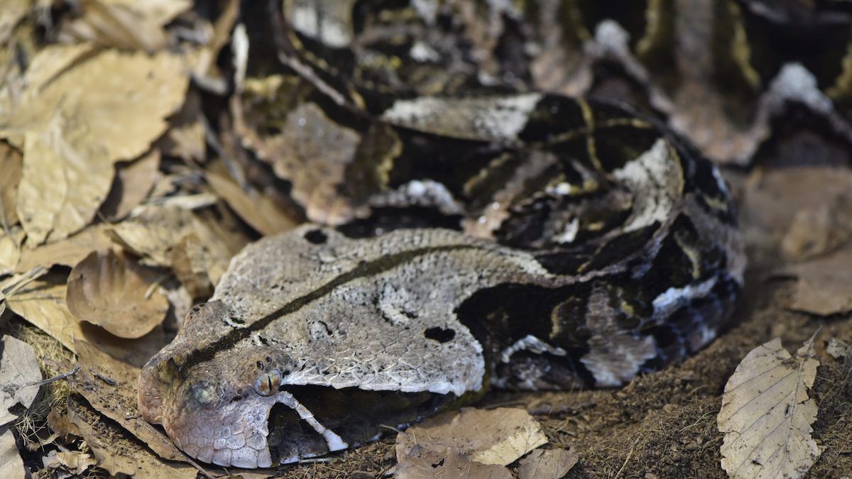 La vipère du Gabon : le maître du camouflage et de la précision mortelle dans le règne animal