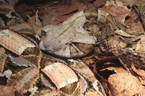 La vipère du Gabon : le maître du camouflage et de la précision mortelle dans le règne animal