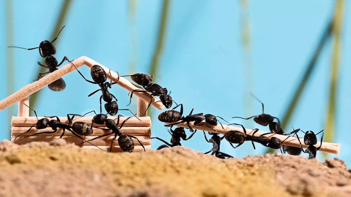 L'astuce parfaite pour éliminer les fourmis de votre maison