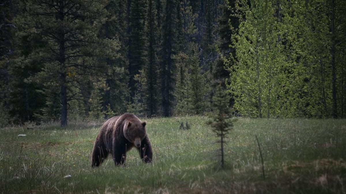 Les derniers instants d'un couple dévoré par un ours devant la caméra