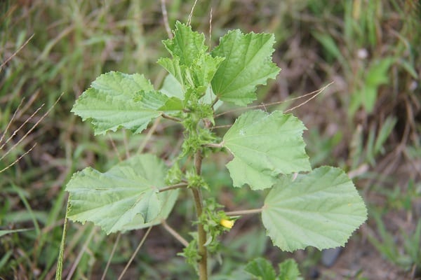 Les mythes sont démystifiés à propos de cette plante connue sous le nom de mauvaise herbe, qui est en réalité un trésor