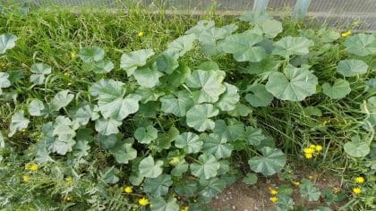 Les mythes sont démystifiés à propos de cette plante connue sous le nom de mauvaise herbe, qui est en réalité un trésor