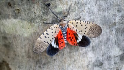 Protégez vos plantes de cette créature invasive : agissez dès maintenant