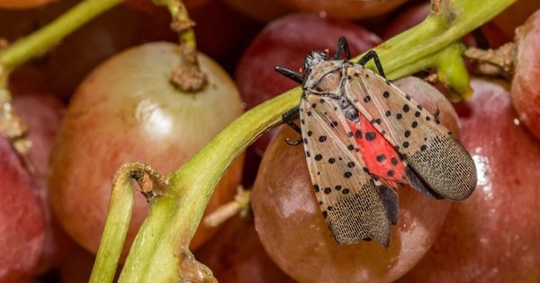 Protégez vos plantes de cette créature invasive : agissez dès maintenant