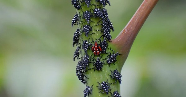 Protégez vos plantes de cette créature invasive : agissez dès maintenant