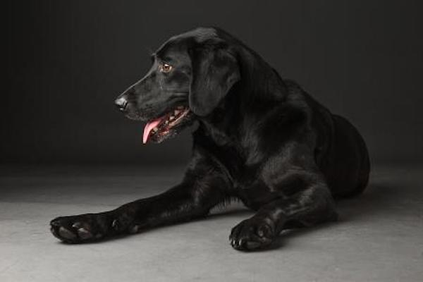 Saurez-vous dénicher ce chien mystérieux dissimulé dans cette cuisine ?