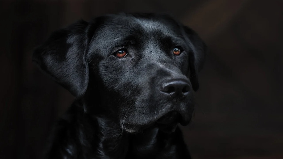 Saurez-vous dénicher ce chien mystérieux dissimulé dans cette cuisine ?