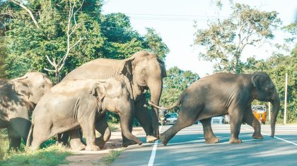 Un troupeau d'éléphants interrompt la circulation pour une raison touchante