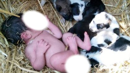 Une chienne errante et ses chiots protègent et réchauffent un bébé abandonné : "C'est un miracle"