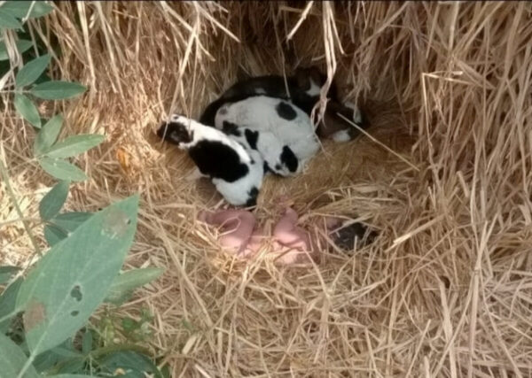 Une chienne errante et ses chiots protègent et réchauffent 