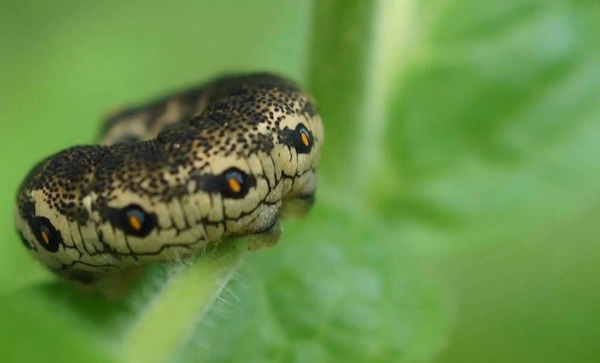 Une scène mystérieuse dans un jardin, la chenille se transforme en serpent pour échapper au danger