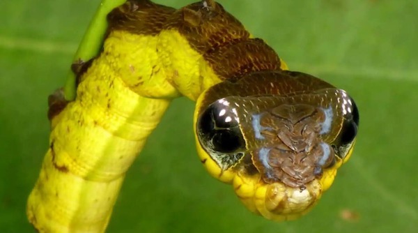 Une scène mystérieuse dans un jardin, la chenille se transforme en serpent pour échapper au danger