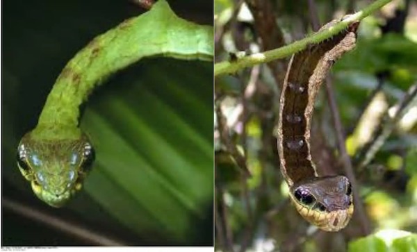 Une scène mystérieuse dans un jardin, la chenille se transforme en serpent pour échapper au danger