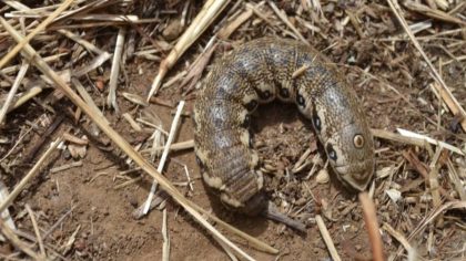 Une scène mystérieuse dans un jardin, la chenille se transforme en serpent pour échapper au danger