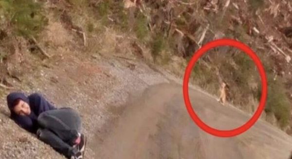 Une silhouette couchée sur le bord de la route : découvrez ce qui émerge des arbres