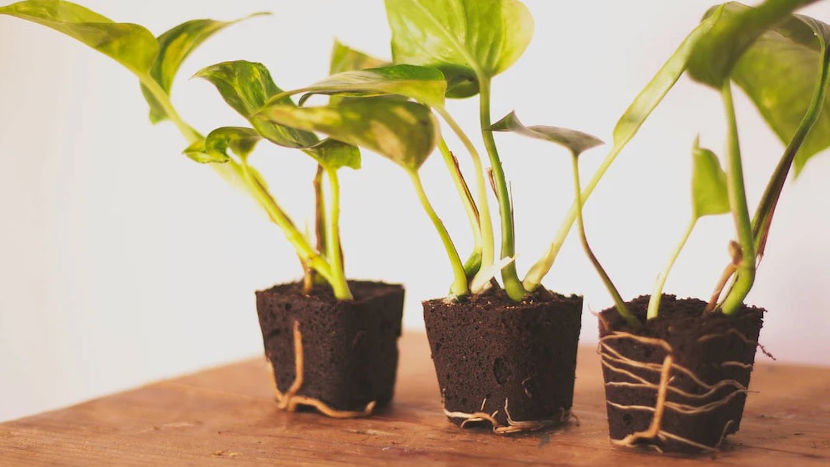 Cette plante que vous avez sûrement chez vous attire la pauvreté et la malchance