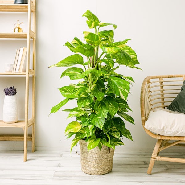 Cette plante que vous avez sûrement chez vous attire la pauvreté et la malchance