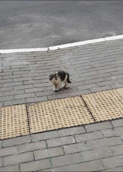 Chaque matin, ce chat se précipite vers les passants, en quête d'un amour inattendu