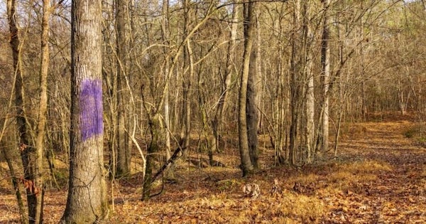 Découvrez la signification d'un poteau de clôture violet : ce que vous devez savoir