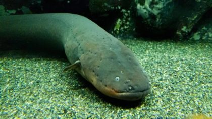 Découvrez les animaux fascinants du fleuve Amazone