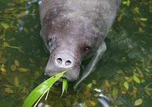 Découvrez les animaux fascinants du fleuve Amazone