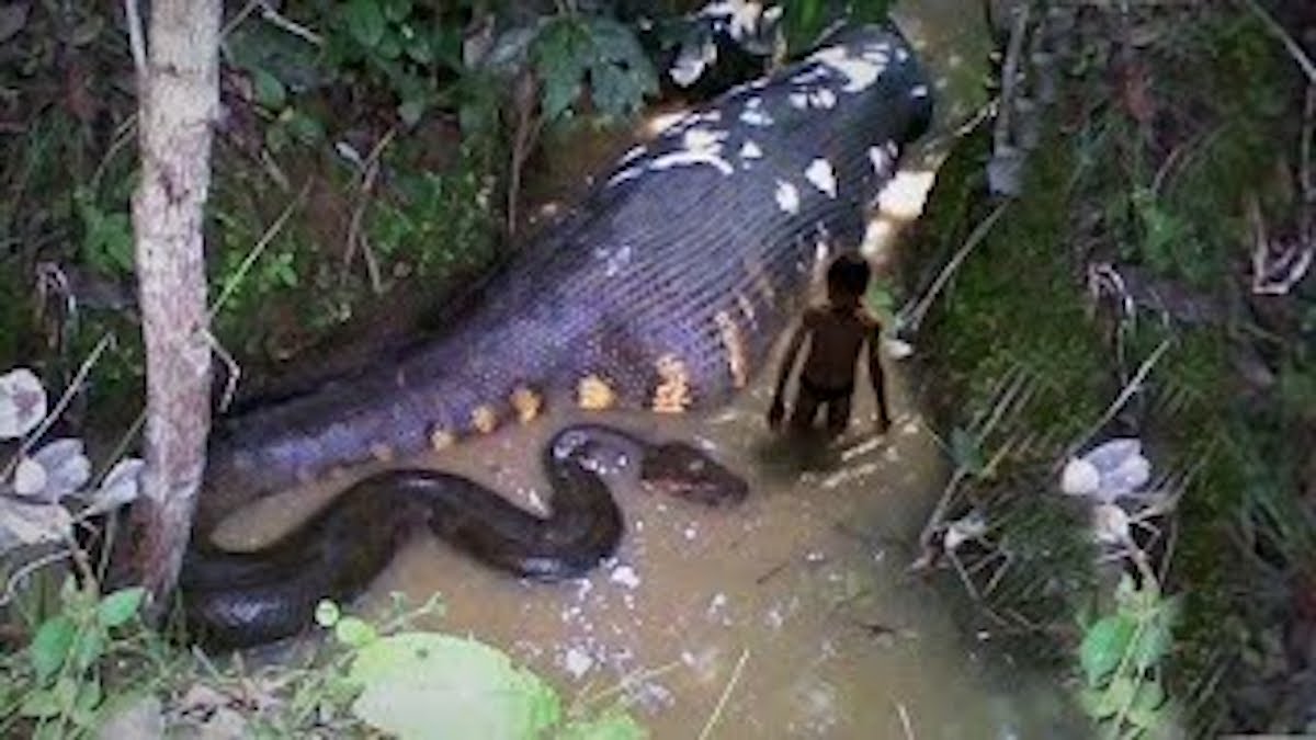 Découvrez les animaux fascinants du fleuve Amazone