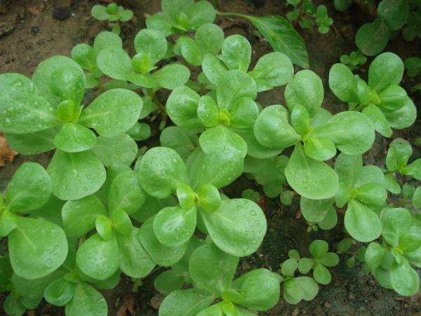 Découvrez pourquoi cette plante de votre jardin mérite d'être préservée