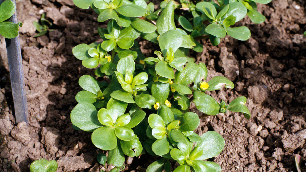 Découvrez pourquoi cette plante de votre jardin mérite d'être préservée