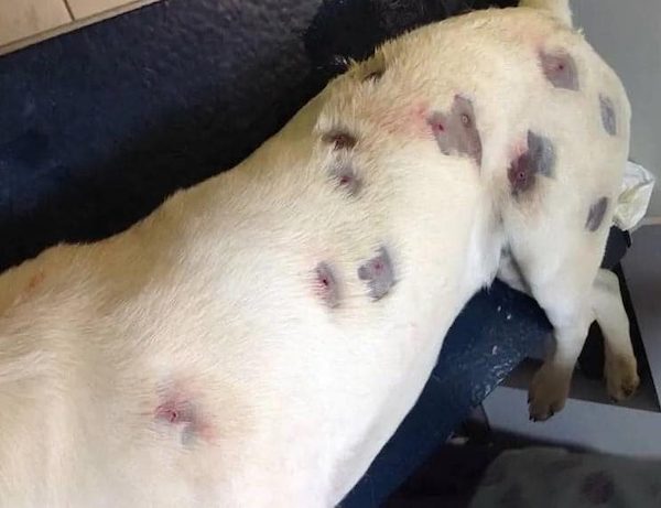 Elle croyait son chien blessé – Le vétérinaire découvre une vérité choquante et alerte la police