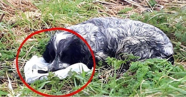 Ils trouvent un chien abandonné qui ne veut pas se séparer d'un sac