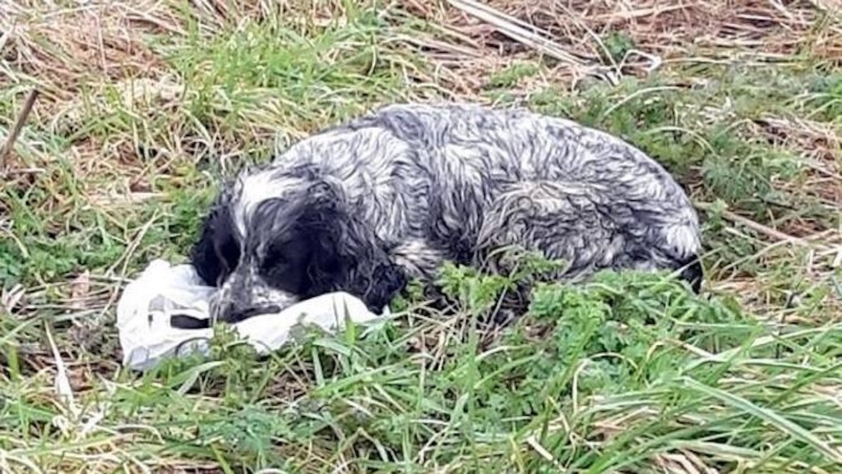 Ils trouvent un chien abandonné qui ne veut pas se séparer d'un sac