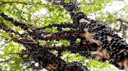 Jabuticaba, le fruit qui pousse directement sur le tronc, une femme experte nous dit si ce fruit est vraiment dangereux ?