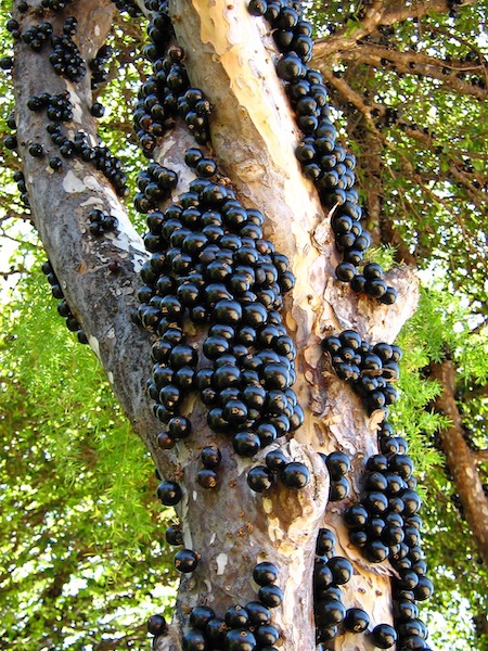 Jabuticaba, le fruit qui pousse directement sur le tronc, une femme experte nous dit si ce fruit est vraiment dangereux ?