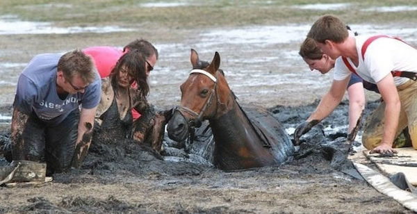 Pendant 3 heures, une femme désespérée tient son cheval pour qu'il ne se noie pas dans la boue, ils parviennent à le sauver