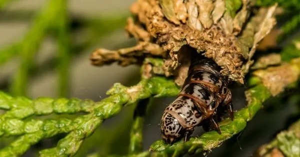 Protégez vos arbres : La menace furtive de la chrysomèle des arbres à feuilles persistantes