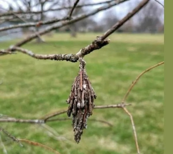 Protégez vos arbres : La menace furtive de la chrysomèle des arbres à feuilles persistantes