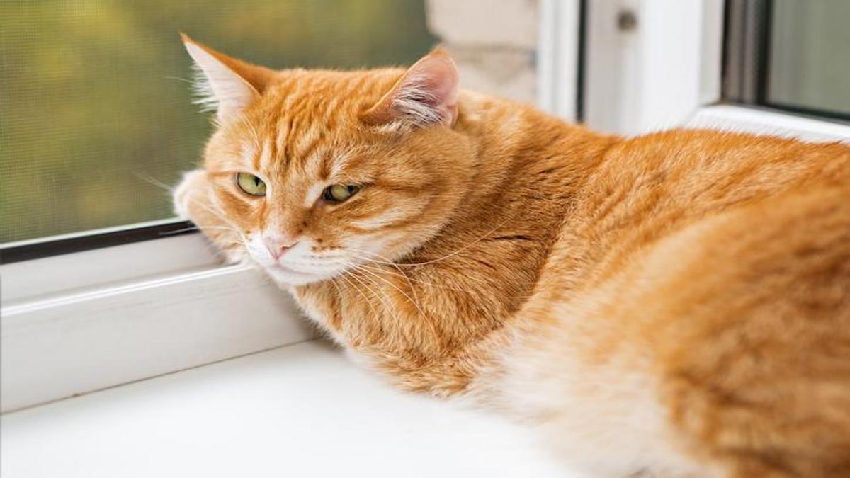 Trois races de chats qui détestent la vie en appartement