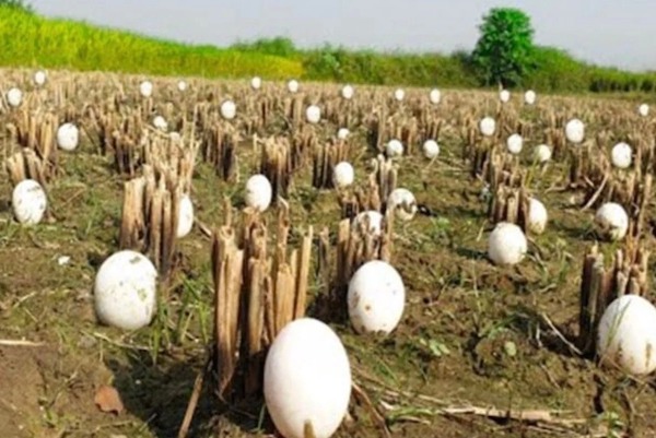 Un agriculteur trouve des centaines d'œufs étranges dans ses cultures : mais quand ils éclosent, il fond en larmes