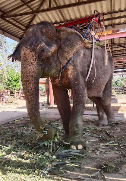 Un éléphant enfin libéré après 80 ans d'enchaînement : il s'étire et savoure la liberté !