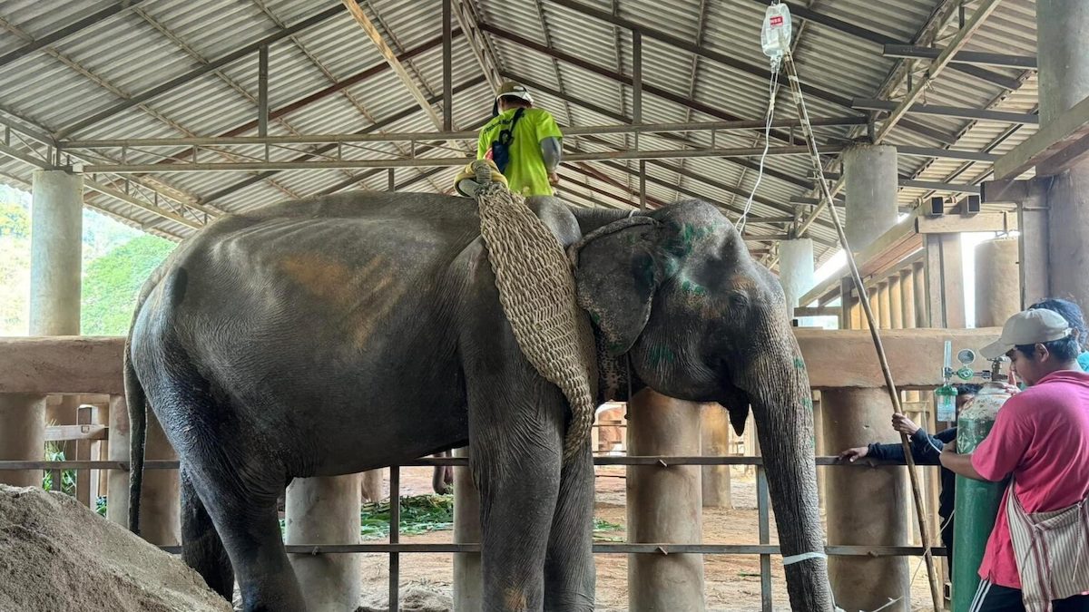 Un éléphant enfin libéré après 80 ans d'enchaînement : il s'étire et savoure la liberté !