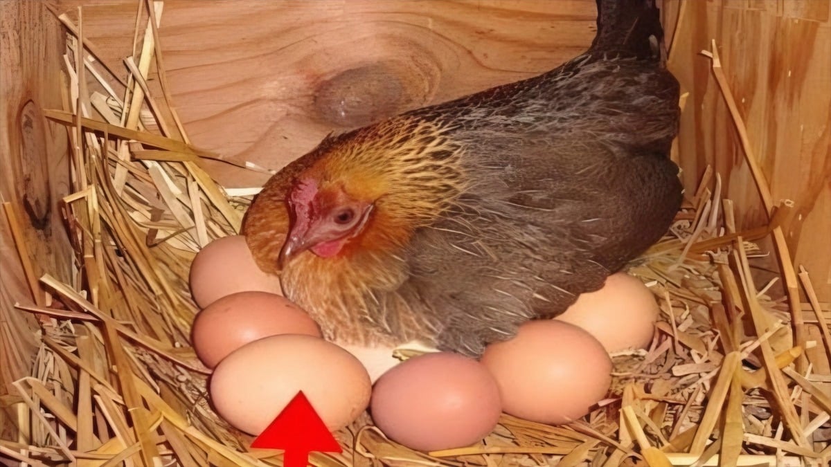 Un fermier a trouvé un gros œuf sous une poule : ce qui est sorti de a surpris tout le monde