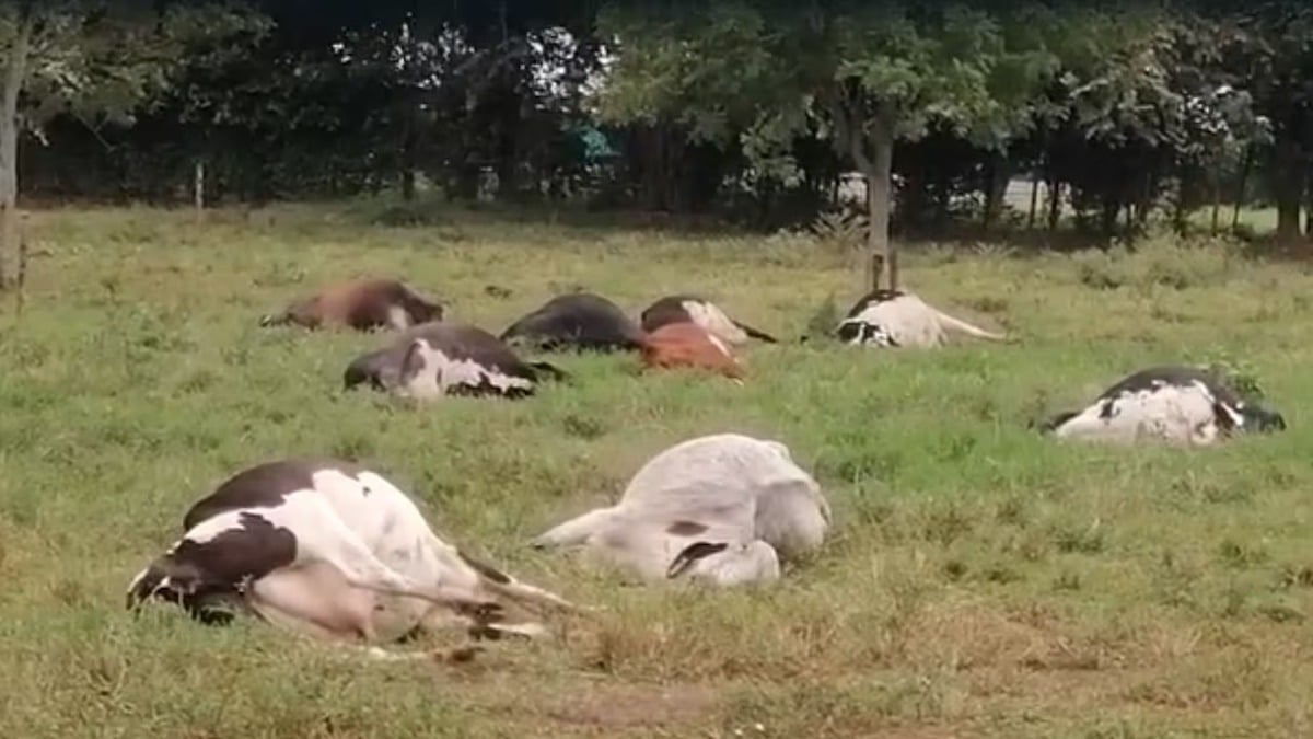 Un fermier et 16 vaches retrouvés morts, la cause du décès enfin découverte