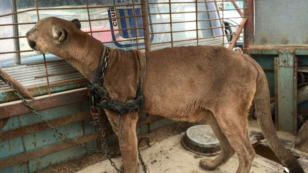 Un puma de cirque a vécu dans une camionnette pendant 20 ans, mais regardez sa réaction lorsqu'il a été libéré