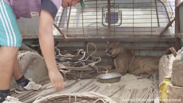 Un puma de cirque a vécu dans une camionnette pendant 20 ans, mais regardez sa réaction lorsqu'il a été libéré