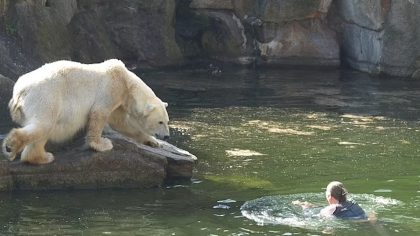 Une audacieuse plonge dans le bassin des ours polaires au zoo de Berlin