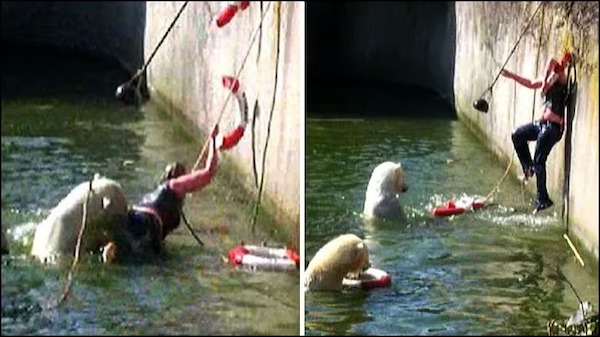 Une audacieuse plonge dans le bassin des ours polaires au zoo de Berlin