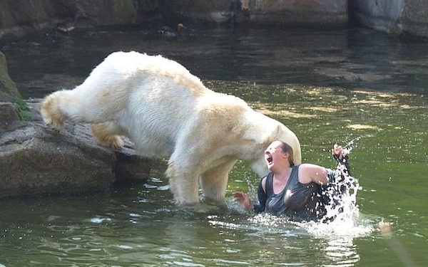 Une audacieuse plonge dans le bassin des ours polaires au zoo de Berlin