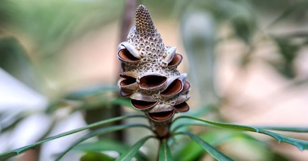 Une femme découvre un objet mystérieux dans la forêt et reste stupéfaite en découvrant sa véritable nature