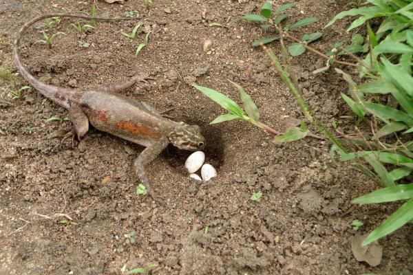 Découvrez les œufs de lézard les plus étranges du monde