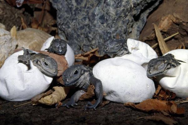 Découvrez les œufs de lézard les plus étranges du monde